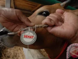Hal yang Perlu Diperhatikan Saat Hendak Membeli Hewan Kurban