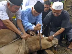 Kondisi Hewan Kurban di Kota Bekasi Layak Potong