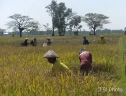 Dilanda Kekeringan, Ribuan Hektar Sawah di Bekasi Terancam Puso