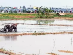 Semakin Habis, Lahan Pertanian di Bekasi Sisa 96.288 Hektar