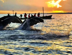 Serunya Berkejaran dengan Lumba-lumba dan Menikmati Taman Laut Pantai Lovina Bali