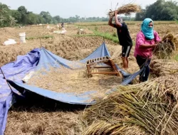 Dampak Lahan Pertanian Semakin Habis, Tiap Tahun Produksi Padi di Bekasi Turun