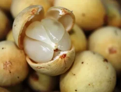 Manfaat Buah Duku Bagi Kesehatan