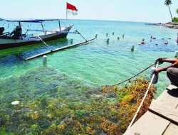 Pembudidaya Rumput Laut Bekasi Diganjar Penghargaan KPP