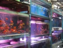 Kasus Pasar Ikan Hias, Kejari Bekasi Panggil Sekda dan Kadispera