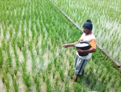 Harga Pupuk di Kabupaten Bekasi Tinggi, Petani Kelimpungan