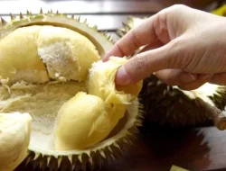 Manfaat Kesehatan yang Terkandung dalam Buah Durian