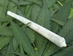 Polsek Bekasi Barat Cokok Pengedar Ganja di Rumahnya
