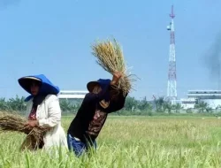 Alih Fungsi Lahan Pertanian di Kabupaten Bekasi Kebanyakan untuk Industri dan Perumahan