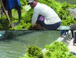 Ekonomi Sulit, Genjer di Pasar Tradisional Bekasi Laku Keras