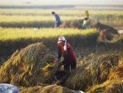 Buka Pameran Pertanian, Bupati Bekasi Berharap Petani Bisa Saling Tukar Ilmu