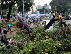 Musim Penghujan, Pemkot Diminta Pangkas Pohon dan Reklame Rawan Tumbang