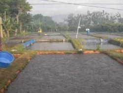 Pemkab Bekasi Dinilai Cuek Terhadap Nasib Peternak Ikan