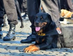 Takut Digigit Anjing Pelacak, Maling di Setu Bisa Lompat Tembok Setinggi 2 Meter