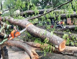 120 Pohon Angsana di Kota Bekasi Ditebang demi Proyek Jakarta
