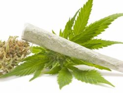 Terjerat Rentenir, Om dan Ponakan Jadi Bandar Ganja di Bekasi