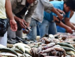 Pemkab Bekasi Gelontorkan Rp 2 M untuk Perbaiki Pelelangan Ikan