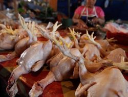 Khawatir Flu Burung, Pemkot Bekasi Sisir Peternakan dan Pasar